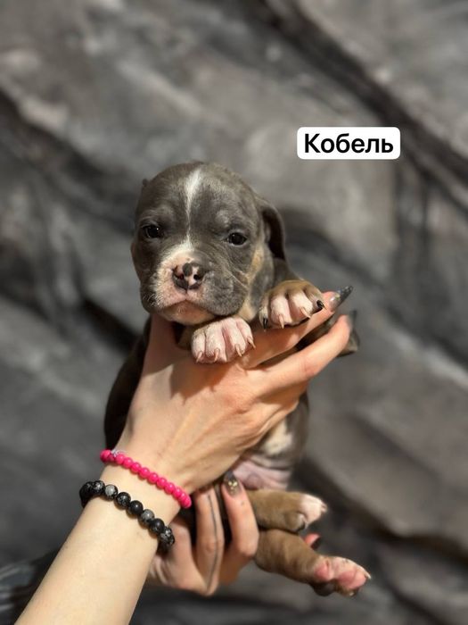 Щенки американского булли