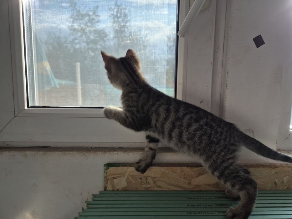 Ofer spre adoptie motan