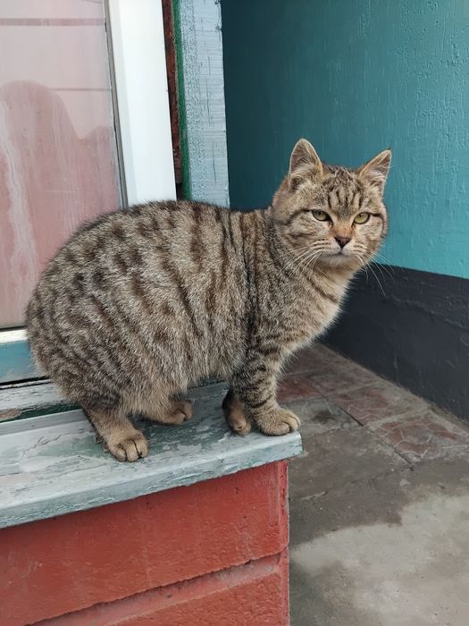 Отдам маленького котенка