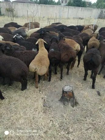 Семіз қой тоқты тұсақтар сатылады