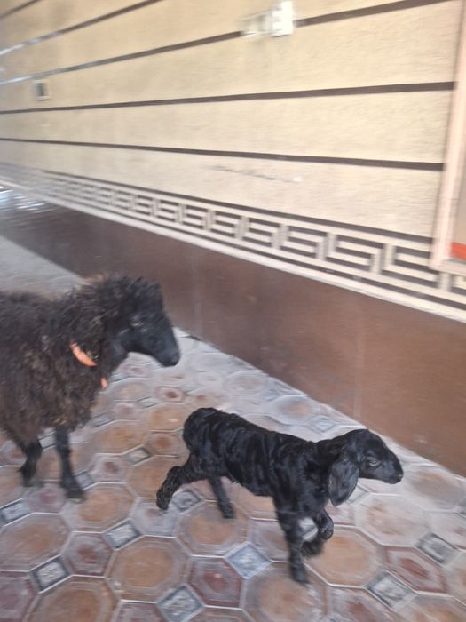 Қой қозысымен тусак