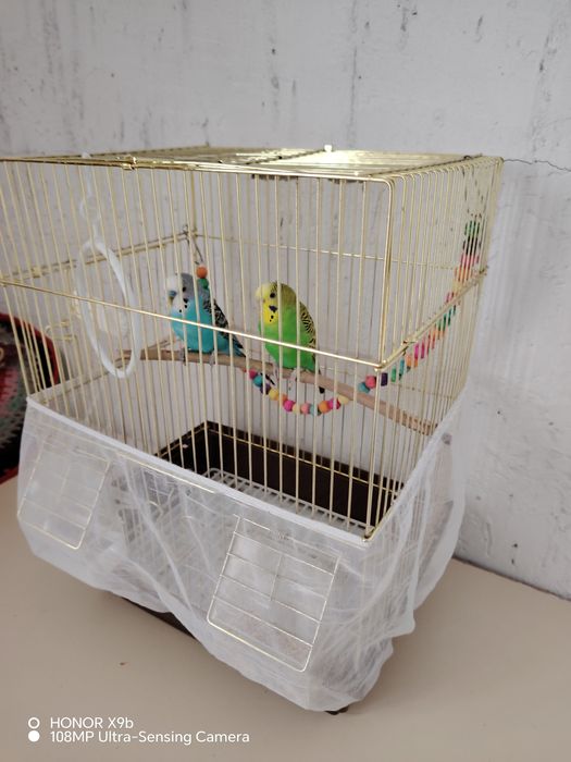 Волнистые попугаи