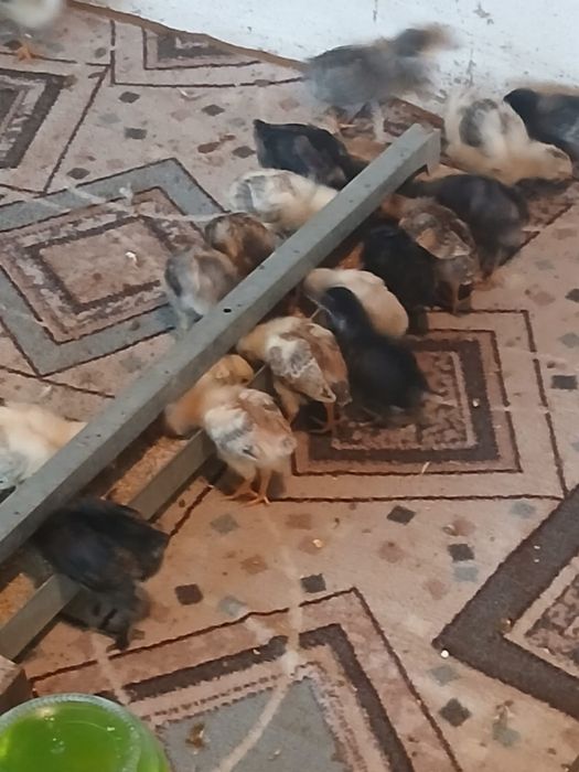 Цыпляпа  домашние
