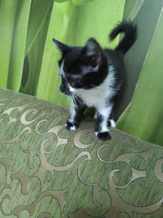 Пристраивается замечательный котёнок