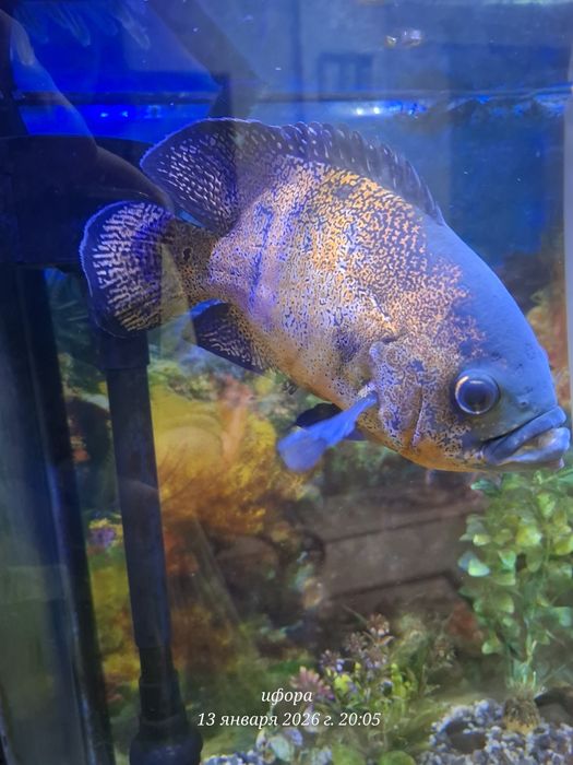 Baliq sotiladi astranatus 2 ta