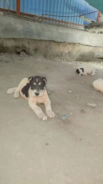 alabay bolalari sotiladi 40 kunlik