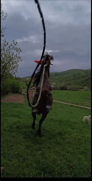 Vand iapa de 7 ani