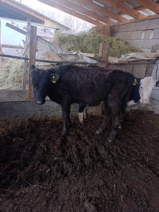 Бузаулар сатылады