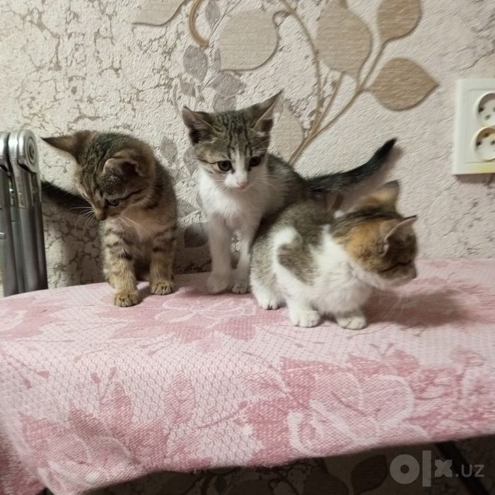Отдам котят в добрые руки.