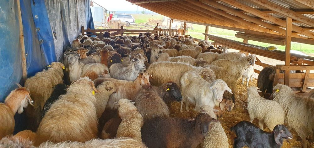Vând diverse rade de oi