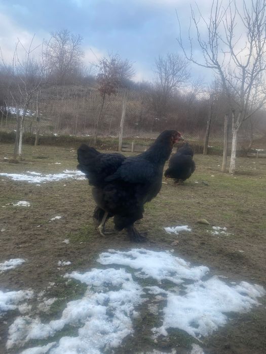 Brahma familie 2 cu 1