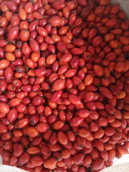 Macese(selectionate)
