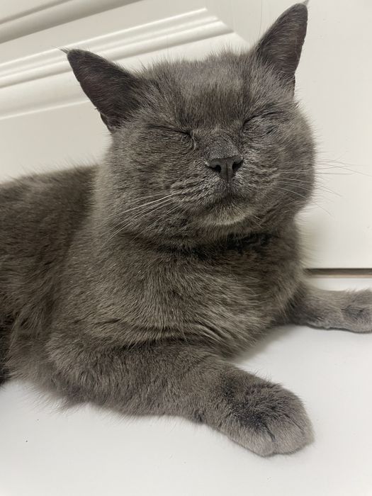 Найден кот/отдам кота даром