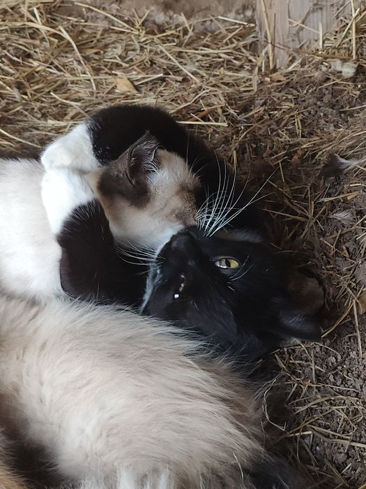 Отдам котят в добрые руки