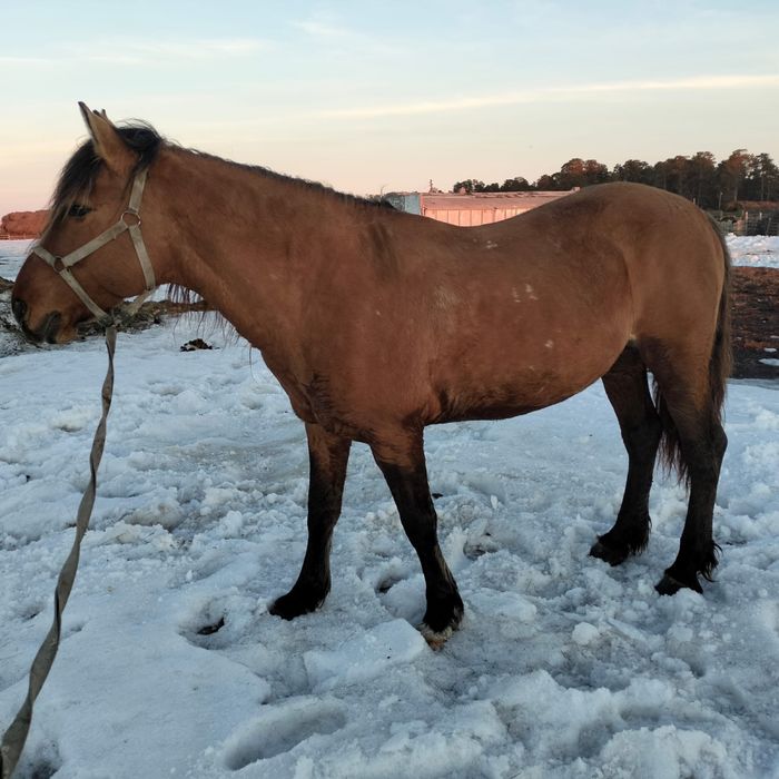 Продам айгыр мугалжар