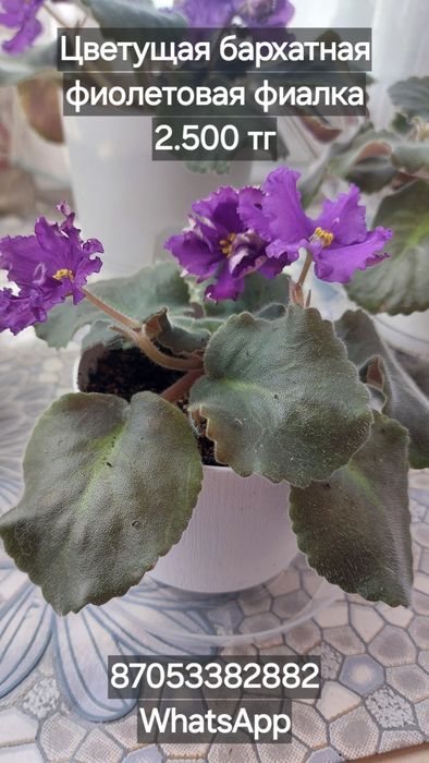 Комнатные цветы каланхоэ, фиалки