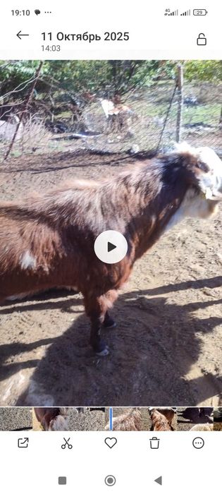 Продаётся породистый козёл.