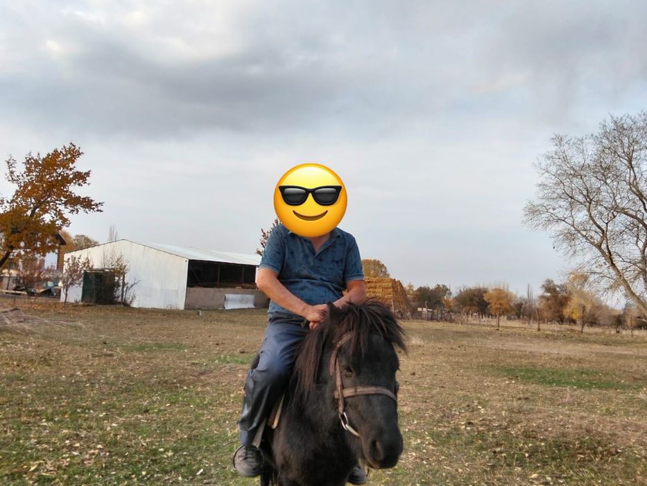 Пони , продам пони