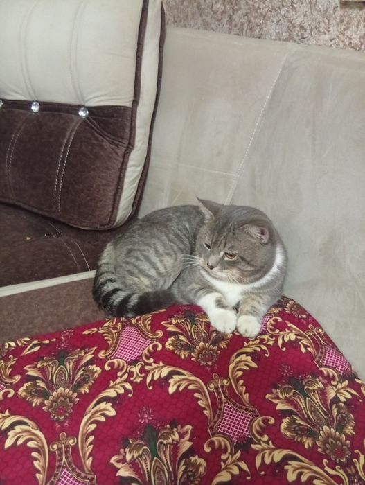 Asal mushukchamiz aqilli latokgaqiladi axlatini emlangan