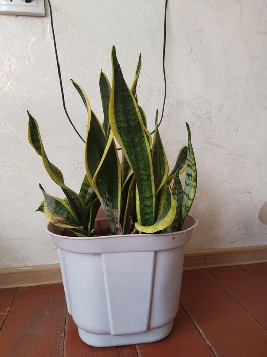 Продам цветы комнатные