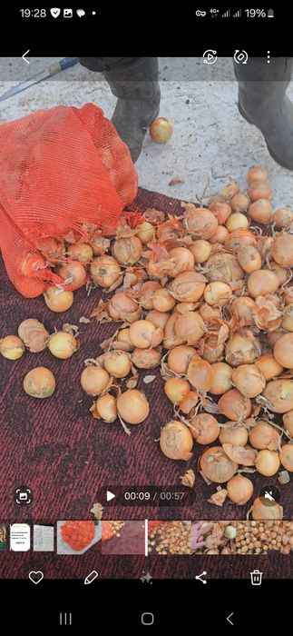 Репчатый лук Павлодар