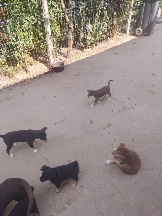 Donez cățeluși și pisicute