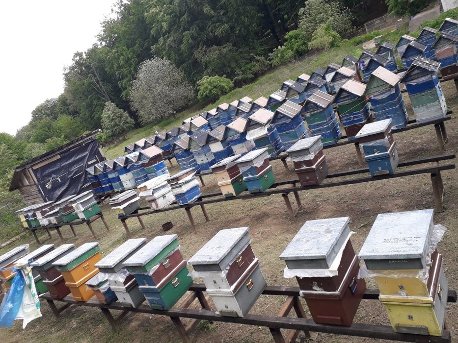 Stupi Crescători Regine