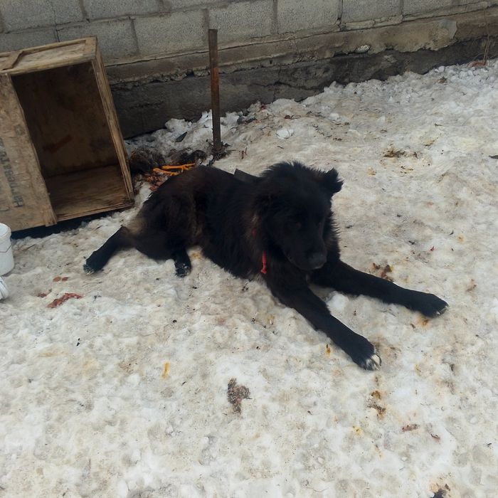 Продам алабай годавалый