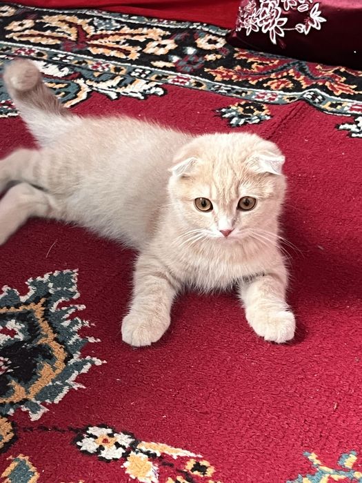 Mushuk sotiladi