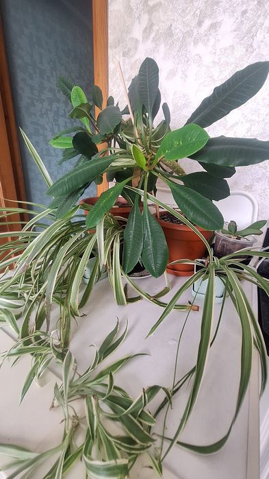 Продам комнатные цветы