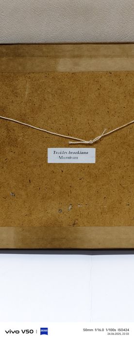 Экзотическая бабочка натуральная. Квадратная рамка Орех.