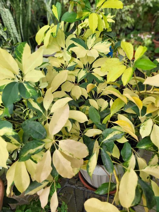 Продам роскошные фикусы