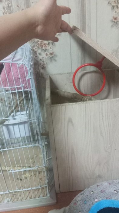 Карелла пара ейцо делают