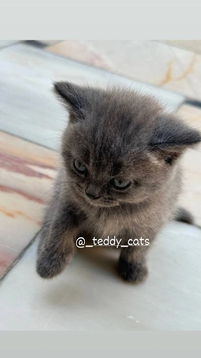 Oriq kotib bilan jinsiy aloqa