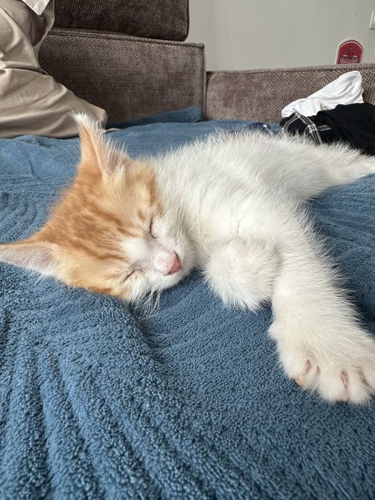 Кот , котенок……..
