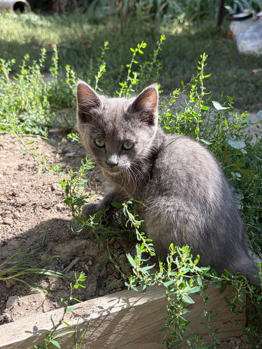 Котята домашние чистые
