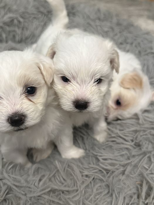 Pui bichon havanez x maltez