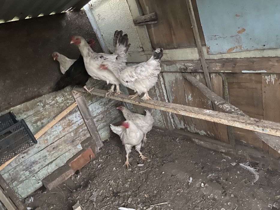 Продам курица домашние