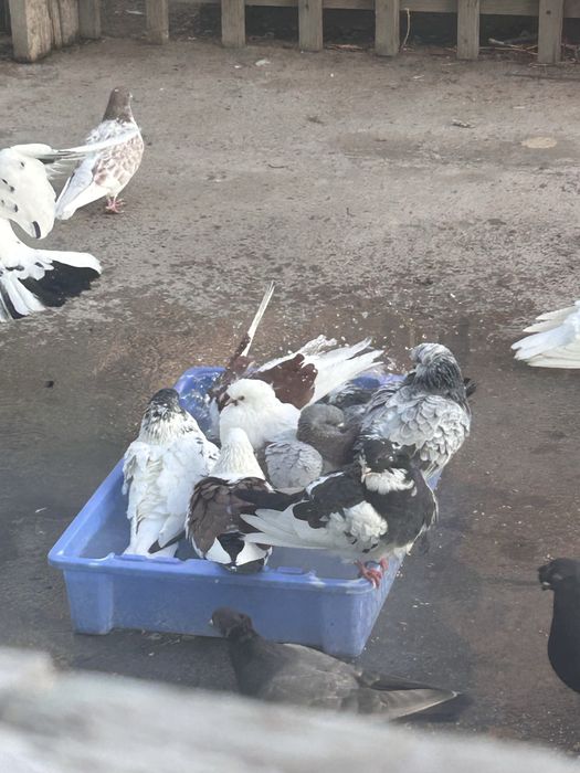 Кептер голуби сатылады продается