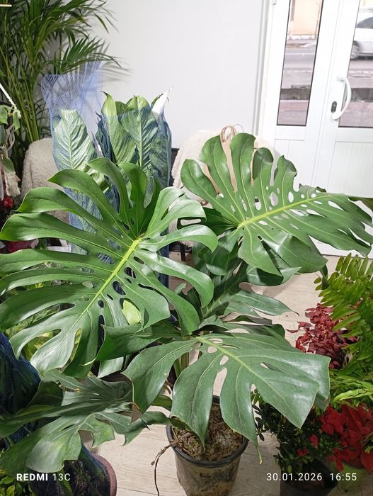 Монстера деликатесная большая