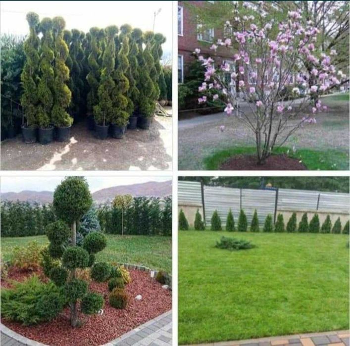 Plante Tuia Smaragd Si Gazon sport