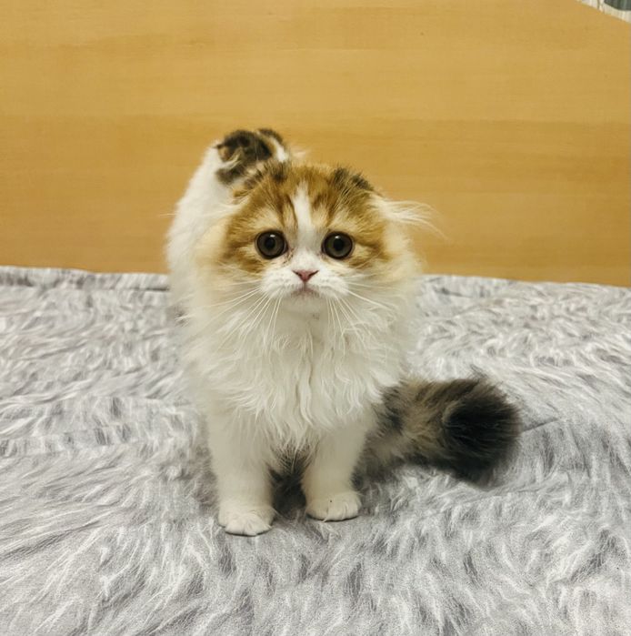 Шотландские девочки!