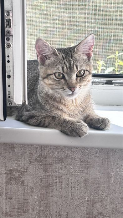Отдам кота в добрые руки