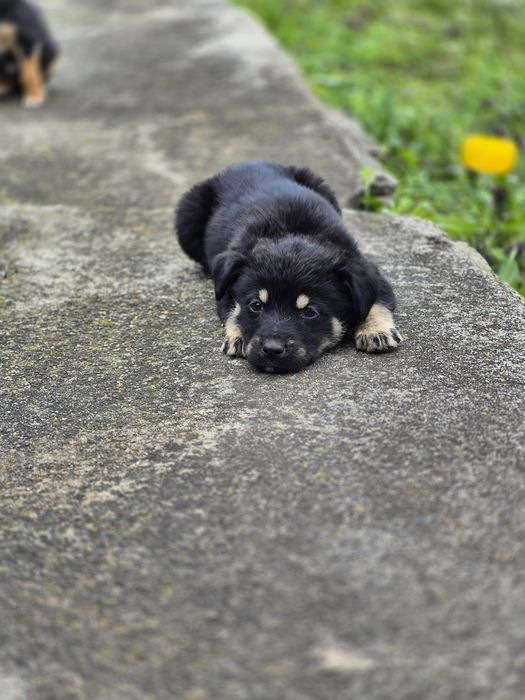 Подарявам женски  кученца