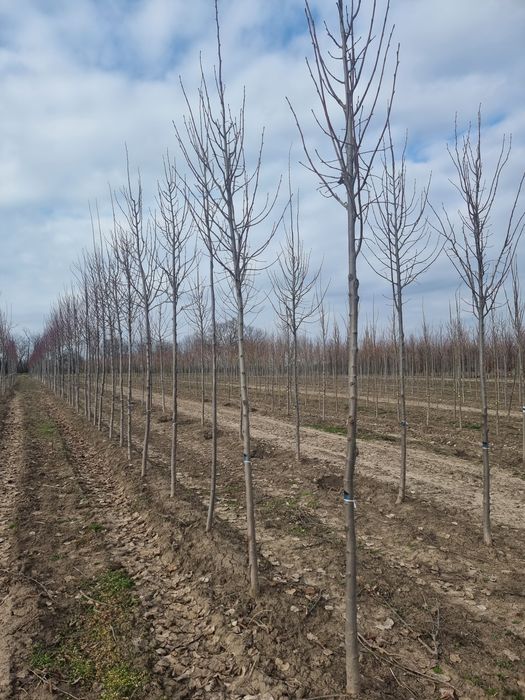 Tuia leylandi / Cedru pendulare/ Platani