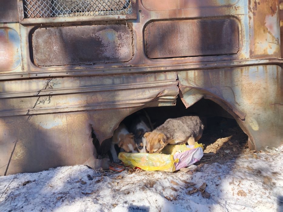 щенки даром все девочки