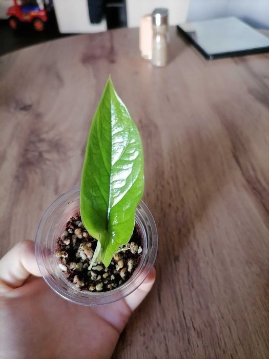 Клубни и детки алоказий