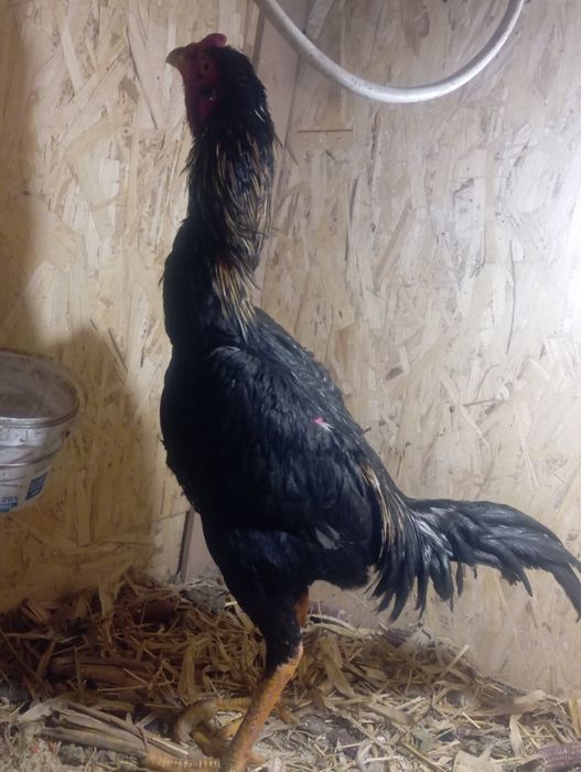 Дакан майский хороших кровей