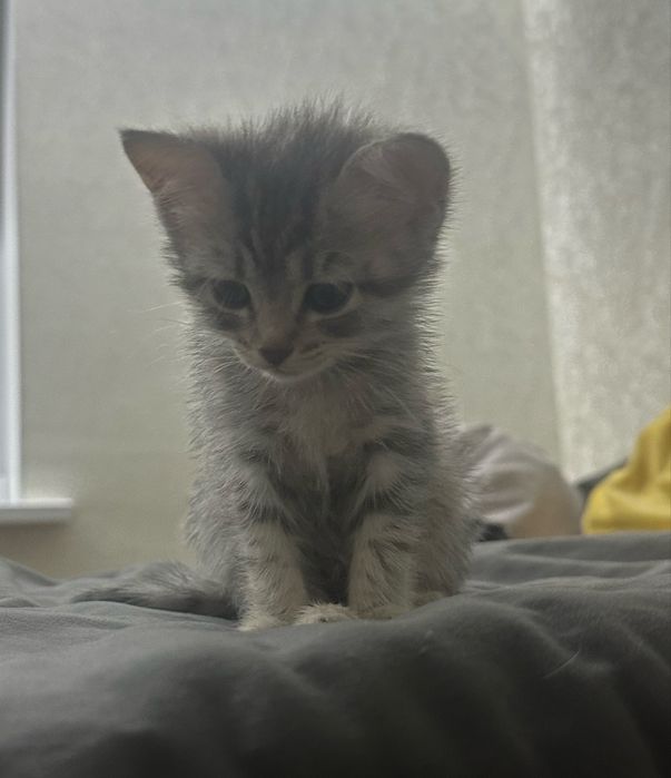 Котенок девочка бесплатно
