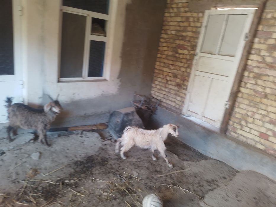 Egizak yak nar yak moda 6loq